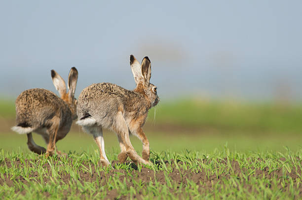 europäische hare (lepus europaeus) - hase wildfleisch stock-fotos und bilder