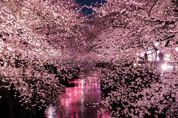 les fleurs de cerisier de signalisation jusqu'à tokyo. - rivière meguro photos et images de collection