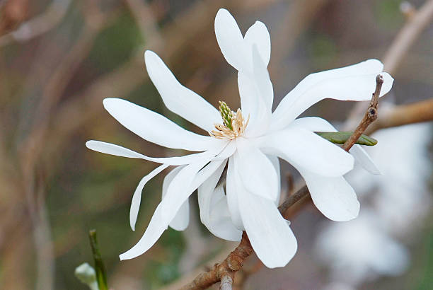 istock flower of Magnolia Stellata 523042524