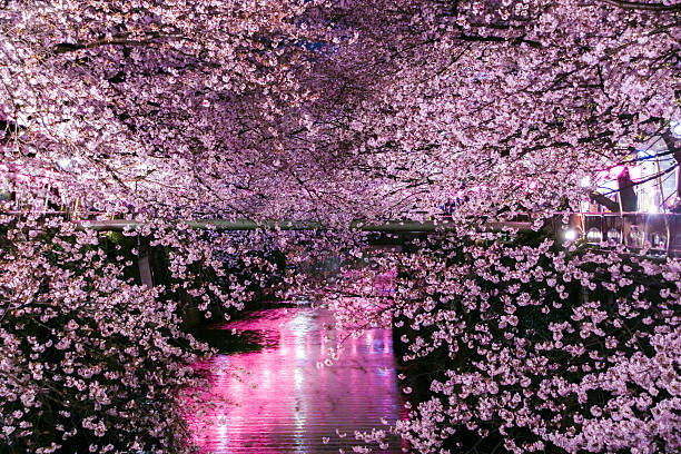 istock The cherry blossoms Special light up in Tokyo. 523042654