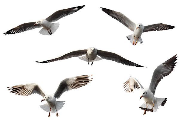 istock set of seagulls. 523044198