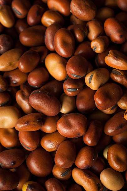istock Raw Dry Organic Fava Beans 523044282