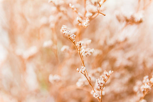 istock Vintage soft light tone and soft focus of abstract nature 523045168