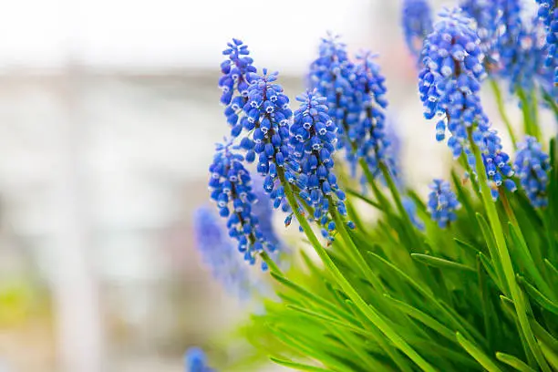Spring background with vibrant blue flowers grape hyacinth, close-up with copy space
