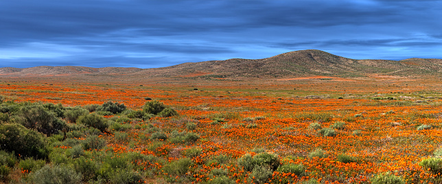 Vast field of orange California Poppies in the Mojave Desert under dramatic dark blue skies