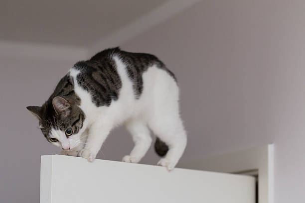 istock cat on the top of door 523046300