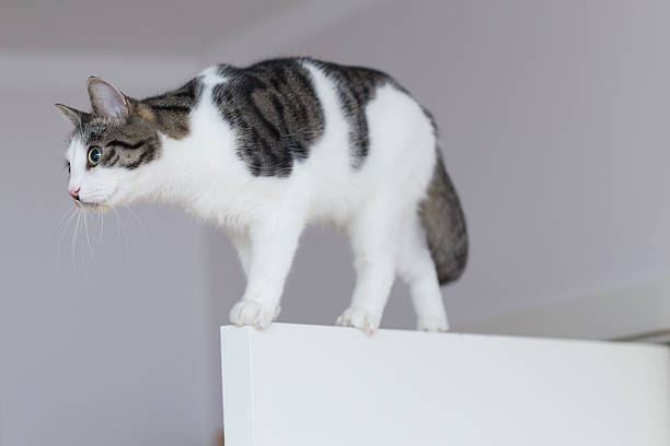 istock cat on the top of door 523046342