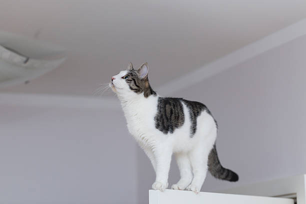 istock cat on the top of door 523046376