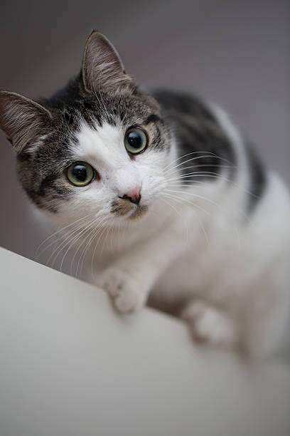 istock cat on the top of door 523047016