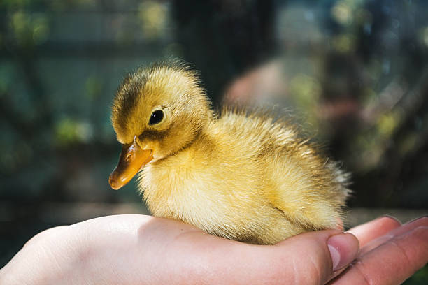 istock Little yellow duckling on human hands. 523048930