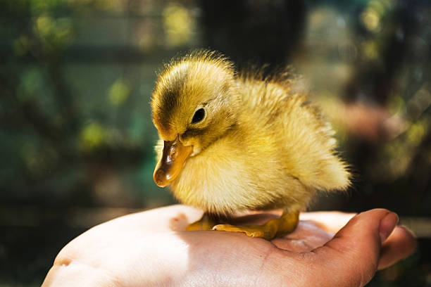 istock Little yellow duckling on human hands. 523049002