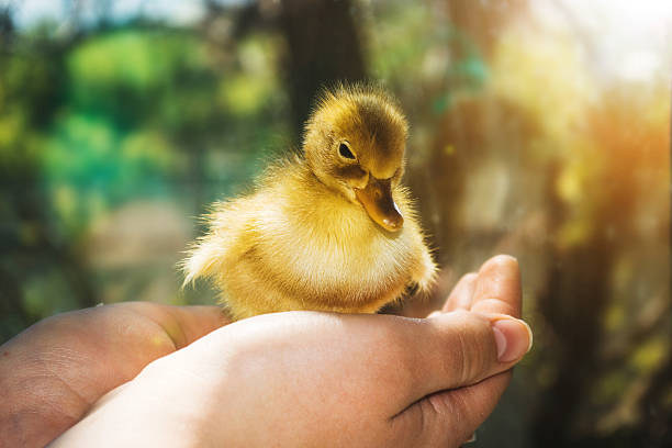 istock Little yellow duckling on human hands. 523049072