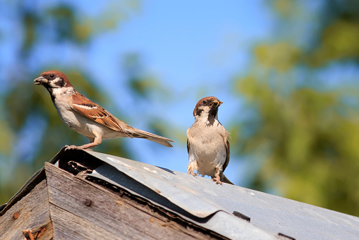 A pair of sparrows birds parents came to the old wooden roof to feed Chicks on caterpillars