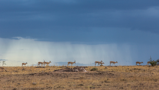 Thompson gazelle against dark sky on African savannah, Masai Mara. Kenya. It i end of the dry season and the grass is turning green and the first rains come in the distance.