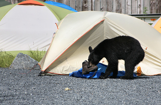 An American black bear tries to eat a hiking boot in a camp located in Alaska