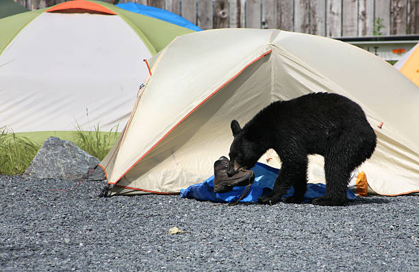 black bear in camp stock photo
