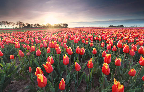 istock red tulips field at sunrise 523052000
