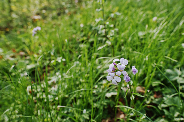 Violet saponaria flowering plants at forest. Grass soap. Soapworts flower Violet saponaria flowering plants at forest. Grass soap. Soapworts flower common soapwort saponaria officinalis stock pictures, royalty-free photos & images