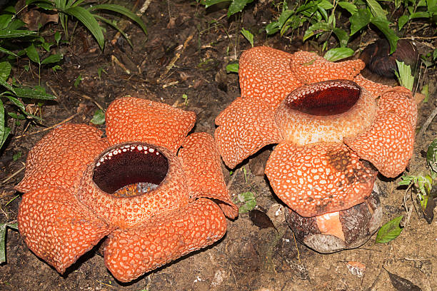 istock Double Rafflesia flower in Borneo jungle. 523053008