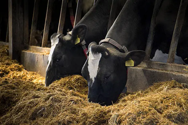 Holstein dairy cows eating grass silage indoors, England, UK.