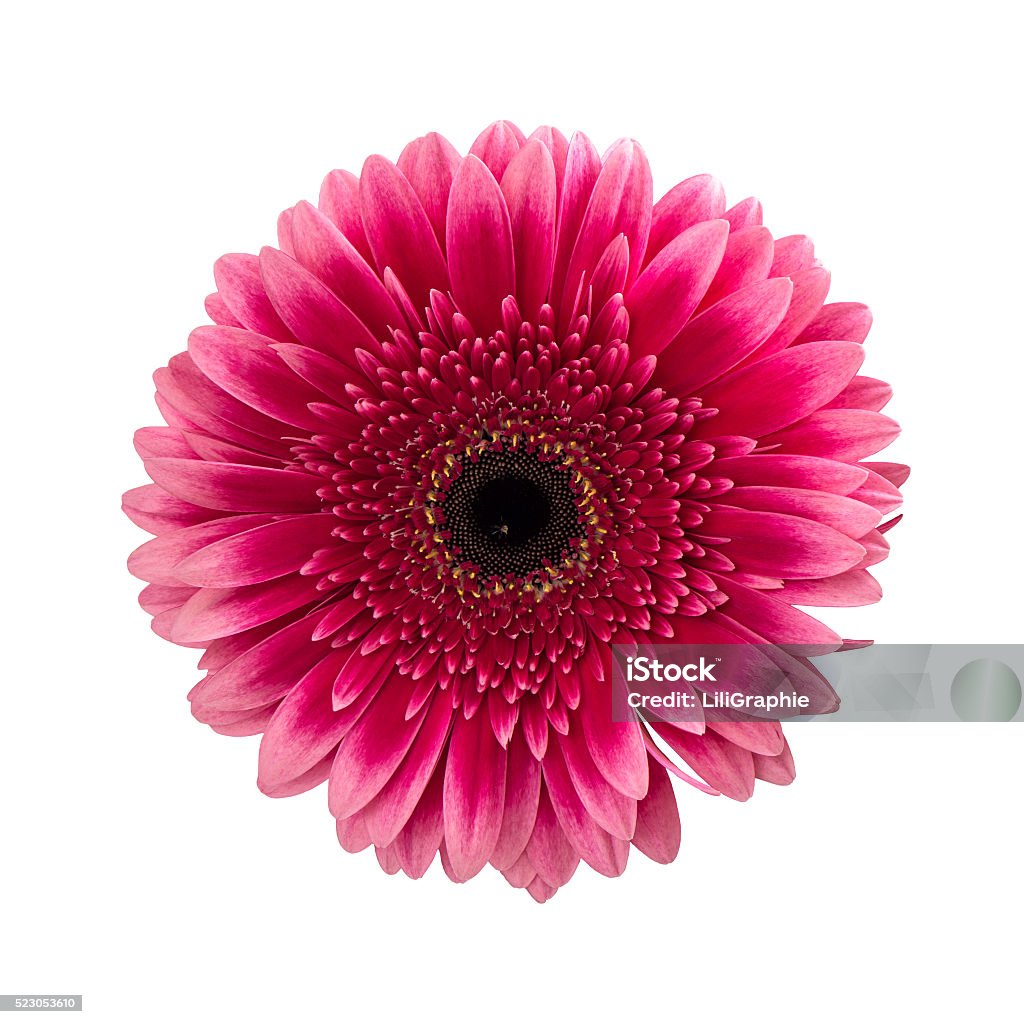 Pink gerbera daisy flower isolated on white Pink gerbera daisy flower isolated on white background Daisy Stock Photo