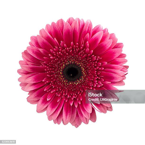 Pink Gerbera Daisy Flower Isolated On White Stock Photo - Download Image Now - Daisy, Gerbera Daisy, Red