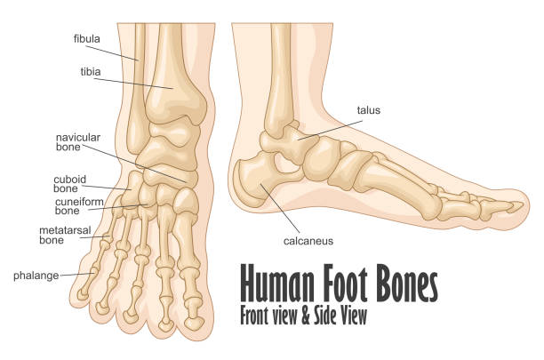 ilustraciones, imágenes clip art, dibujos animados e iconos de stock de pie humano huesos frontal y vista lateral de anatomía - pie término anatómico