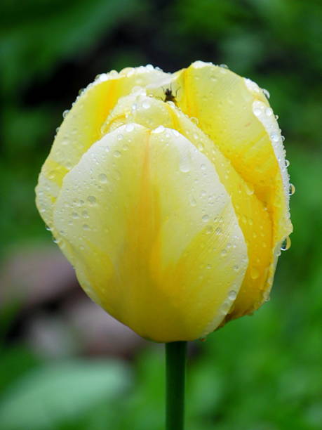 istock Vivid yellow tulip 523054200