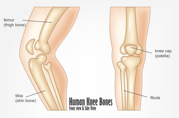 휴머니즘 무릎 뼈 구조 전면 및 측면 뷰 - cartilage patella human knee medical exam stock illustrations