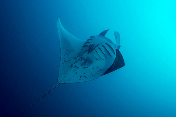 istock Manta Ray and Plankton - Palau, Micronesia 523055058
