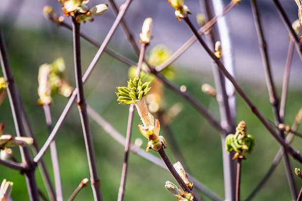 istock Blooming chestnut, green leaves, tree branch, green leaves 523055816