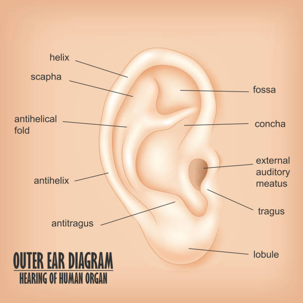 illustrations, cliparts, dessins animés et icônes de oreille externe faut entendre des organes - meat