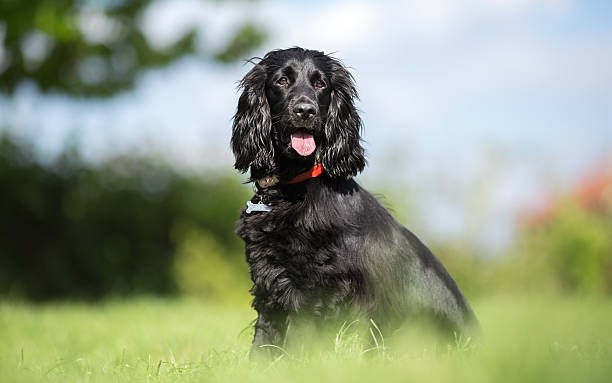 istock Black Cocker Spaniel in garden portrait 523056656