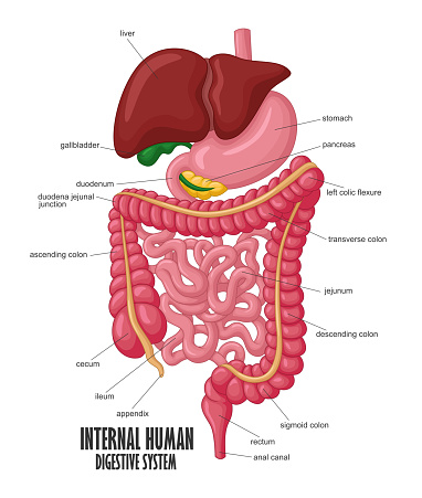 The Part Of Internal Human Digestive System Illustration