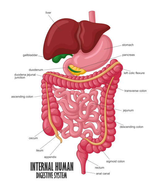 The Part Of Internal Human Digestive System Illustration Vector Illustration Of The Part Of Internal Human Digestive System Illustration human internal organ illustrations stock illustrations