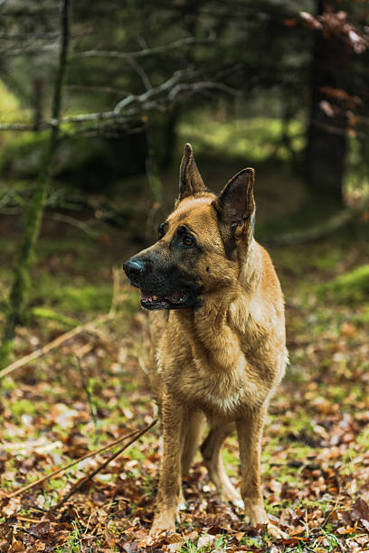 istock Active German shepherd dog outdoor in forest 523056952