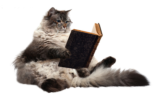 smart cat read an old book