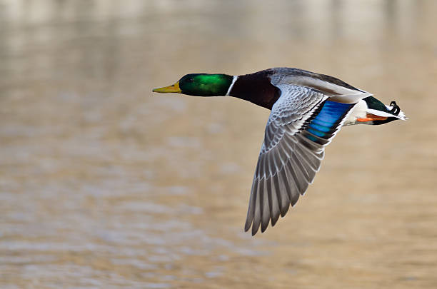 istock Mallard Duck Flying Low Over the River 523057376