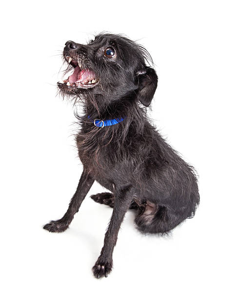 istock Funny Shaggy Terrier Dog Talking 523058334
