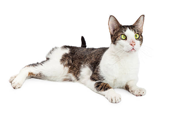 istock Funny Cross-eyed Cat Over White 523058348