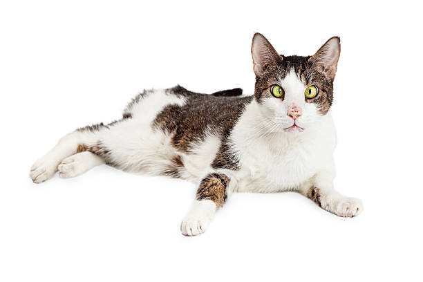 istock Funny Cross-Eyed Blind Cat 523058360