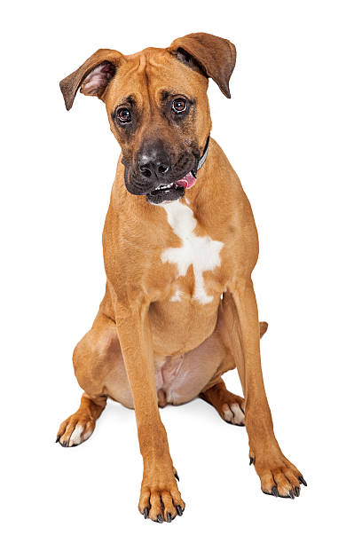 istock Funny Big Dog Tongue Out 523058368