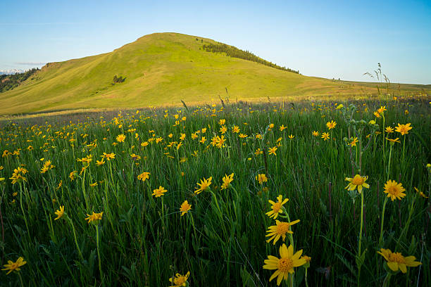 istock Hills and sunflowers in Oregon 523058474