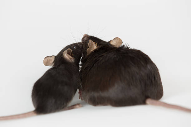 1,083 Fat Mouse Stock Photos, Pictures & Royalty-Free Images - iStock | Obesity, Mice, Rats 1,083 Fat Mouse Stock Photos, Pictures & Royalty-Free Images - iStock | Obesity, Mice, Rats