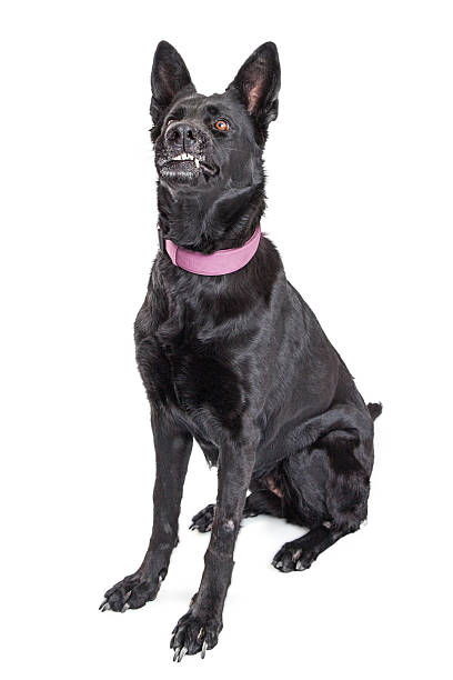 istock Black Dog Funny Mouth Expresion 523058610