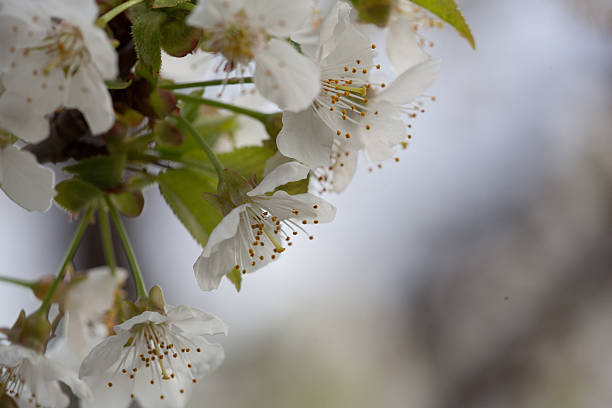 primavera flores cerezo flora; negro - rosids fotografías e imágenes de stock