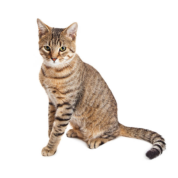 istock Brown and Black Striped Cat Over White 523058820