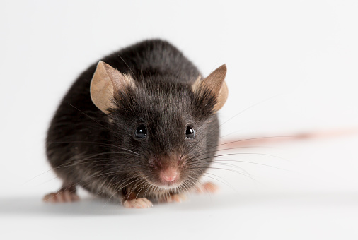 Black Mouse Stock Photo - Download Image Now - Mouse - Animal, Research, Activity - iStock Black Mouse Stock Photo - Download Image Now - Mouse - Animal, Research, Activity - iStock