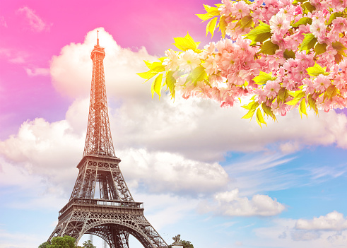 Eiffel Tower Paris against colorful blue sunset sky. Blossoming spring cherry tree. Vintage style toned picture