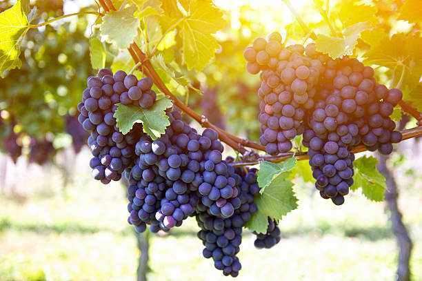 roten trauben mit grünen blättern auf der von reben sonnenuntergang - vineyard ripe crop vine stock-fotos und bilder